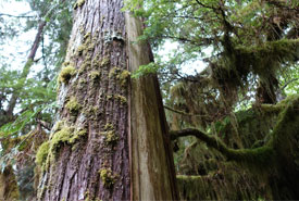 Culturally modified tree at Gullchucks (Photo by NCC)