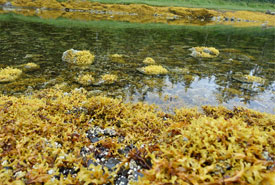 Gullchucks Estuary (Photo by NCC)