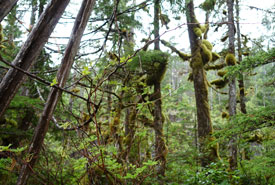 Gullchucks forest (Photo by NCC)