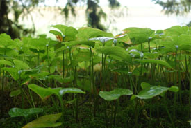 Forest undergrowth (Photo by NCC)