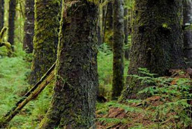 Haida Gwaii, British Columbia (Photo by Tim Ennis/NCC)