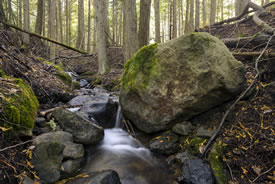 Midgeley, BC (Photo by Steve Ogle)