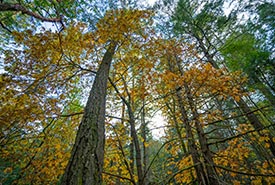 Reginald Hill forest in fall (Photo by Fernando Lessa)