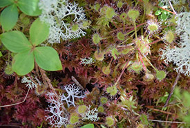 Sundew at Spider Island (Photo by NCC)