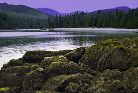 Tidal pool, Koeye, British Columbia (Photo by Tim Ennis/NCC)