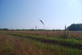 Big bluestem, Tall Grass Prairie, Manitoba (Photo by NCC)