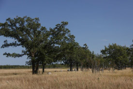 Tall grass prairie, Manitoba (Photo by NCC)