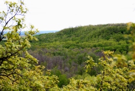 Riding Mountain Aspen Parkland, Manitoba (Photo by NCC)