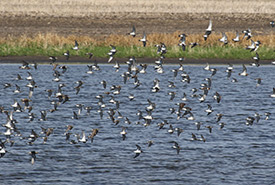 Shorebirds in flight at Jiggens Bluff 2, MB (Photo by Christian Artuso)