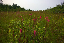 Tall grass prairie, Interlake (Photo by NCC)