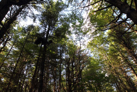 Whitemouth River Watershed Natural Area, MB (Photo by Mike Dembeck)