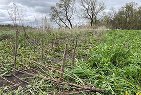 Willow and Red Osier Dogwood shoots planted along the Assiniboine River.