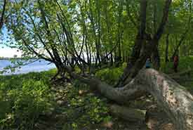 Lincoln Wetlands, NB (Photo by NCC)