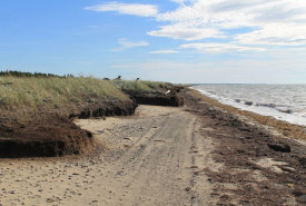 Réserve naturelle de l'Île Miscou, N.-B. (Photo par CNC)