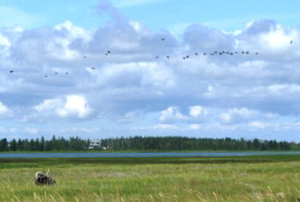 Pointe-à-bouleau Nature Reserve, NB (Photo by NCC)