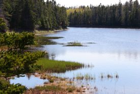 Rivière Salmonier, Péninsule d'Avalon, T.-N.-L. (Photo de Mike Dembeck)