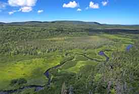 Tourbière de Black River, N.-É. (Photo de Mike Dembeck) 