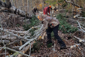 Volunteers remove damaged trees after Hurricane Fiona (Photo by Sarah Witney)