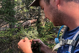 Monitoring for hemlock woolly adelgid (Photo by NCC)