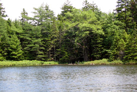 Bear Brook, Abraham Lake, Nova Scotia (Photo by  L. Campbell)