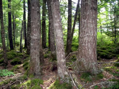 Forêt de pruches, lac Rossignol, N.-É. (Photo de CNC)