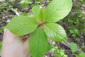 Glossy buckthorn (Photo by NCC Staff)