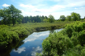 NCC: Forêt mixte des Maritimes