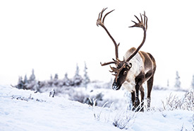 Barren-ground caribou (Photo by Sonny Parker)