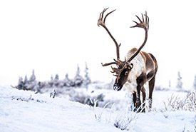 Caribou de la toundra (Photo de Sonny Parker)