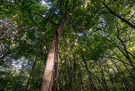 Forest canopy in Backus Woods, ON (Photo by Neil Ever Osborne)