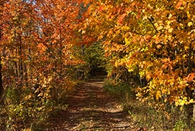 Baldwick Bluff, Minesing Wetlands, ON (Photo by NCC)