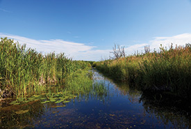 Cavan Swamp, ON (Photo by Mike Ford)