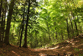 Forêt Happy Valley, Ont. (Photo de CNC)