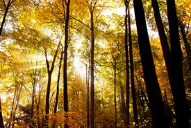 Happy Valley Forest, ON (Photo by NCC)