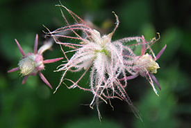 Benoîte à trois fleurs, Cedarhurst, Alvar Carden, Ont. (Photo de William McIntyre)