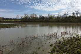 After wetland restoration, Pelee Island, ON (photo by NCC)