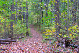 Backus Woods, Ont. (Photo de CNC)