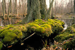 Forêt carolinienne, Ontario (photo : avec l'aimable autorisation de la Earth Images Foundation)