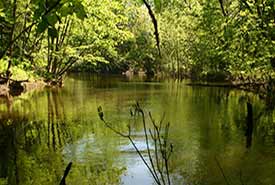 Channel spring, Gervais property, Ottawa, ON (Photo by Daniel F. Brunton).