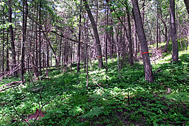 Hazel Bird Nature Reserve, ON (Photo by NCC)