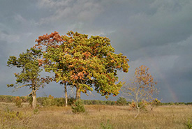 Hazel Bird Nature Reserve, ON (Photo by Mark Stabb/NCC staff)