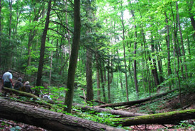Happy Valley Forest Ontario (Photo by NCC)