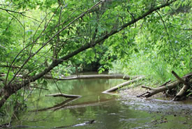 Lower Maitland River Valley, ON (Photo by NCC)