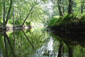 Minesing Wetlands (Photo by Nottawasaga Valley Conservation Authority)