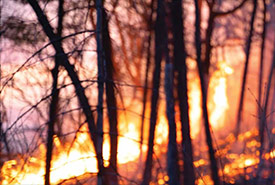 Brûlage dirigé (Photo de Chelsea Marcantonio/CNC)