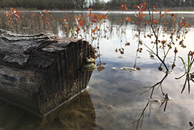 Restored wetland, Pelee Island, ON (Photo by NCC)