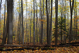 Happy Valley Forest (Photo by NCC)