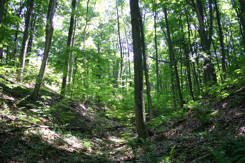 Upland forest in Happy Valley Forest, ON (Photo by NCC)