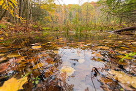 Wetland, Happy Valley Forest, ON (Photo by Graham Kent)