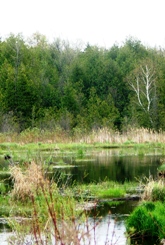 Wetland on the Probsts' property, Carden Alvar, Ontario (Photo by NCC)